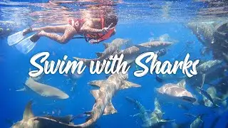 Swimming with Sharks in Maldives | The Ultimate Solo Travel Adventure