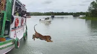 Sundorbon Royal Bengal tiger 🐯