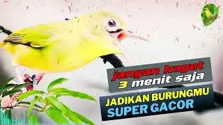 MASTERAN BURUNG PALING DI CARI !! Baru Diputar Langsung Bikin Lawan Emosi!