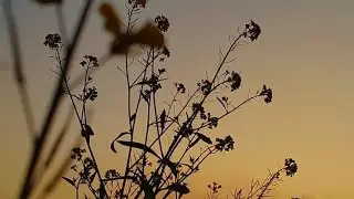 Hamaliya||Planet's longest mountain range
