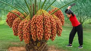 Harvesting Thai RAMBUTAN to Sell at the Village Market | Simple Rural Girl Life