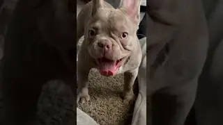 Rare Color Isabella Frenchie 🐶🐾 #trending #isabella #frenchie #juicewrld #sub #fyp #shorts #cute