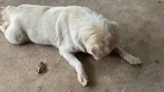 Home dog daily life Moshi and berry #livingtheirbestlife #dogbreeds #animaldog #labrador #animals 