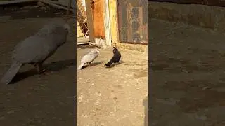 Muki 🤍 🔥#kabutar #shorts #pigeon #youtubeshorts #trending #viralvideo #reels #ytshorts #pets #viral
