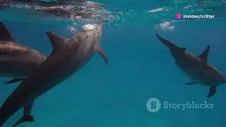 #Unbelievable AnimalFriendships That Will Melt Your Heart#Incredible Cross-Species AnimalFriendships