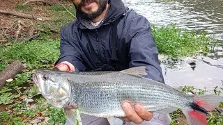 Pescaria no Rio Sorocaba, Tabarana em a&ccedil;&atilde;o!