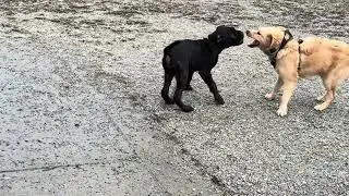 Cane Corso Puppy Having Fun at the Dog Park 🐾🔥