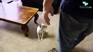 How to Greet a Dog So You'll Become Friends