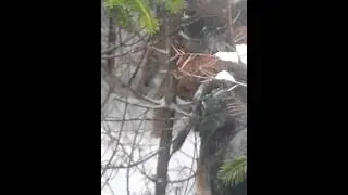 Maine hound hunt (bayed bobcat)