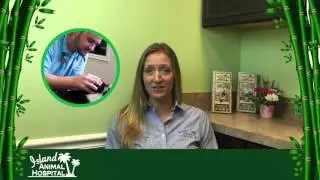 How Do I Protect My Pet from Heartworms?