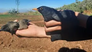 صيد طائر البلبل بالاصق .Nightingale hunting with glue.