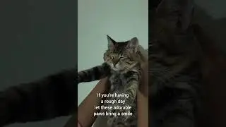 Little adorable paws brings a smile 😻😺🐈🐾 #cat #cutecats #viral #kitten #reels #ytshorts  #funny