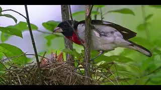 Raising Rose-breasted Grosbeaks (short)