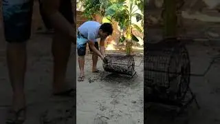 como assar castanha de caju sem queimar e sem deixa crua!!!