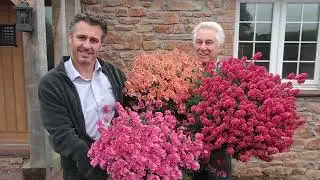 PlantHaven Video - Nemesia PENHOW&reg; CHERRY&trade; Collection