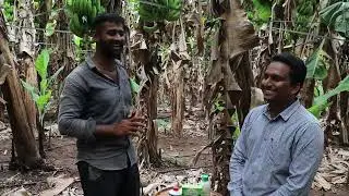 Biggest banana Farming in Maharashtra,India Banana Exported to Dubai(UAE)#successstor#Agribusiness