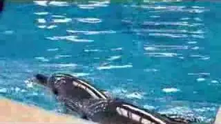 dolphin university