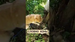 😻 Словно КОНЬ 🐎 24.07.2025 🐈 #симба #кот