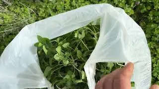 Superfoods Growing at the Shelter 🌿  Nature Provides! - Takis Shelter