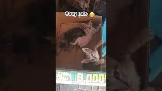 stray cats#shorts