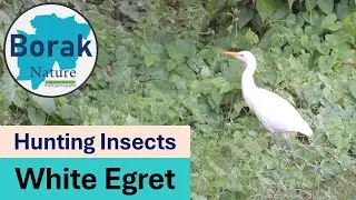 Borak Nature 04# White Egret (Bok) hunting insects in Sundarbans