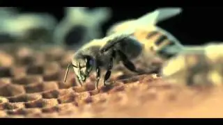 More Than Honey - DVD Bonus material