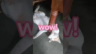 cat sleeping belly up. #shorts #ytshorts #viralshorts