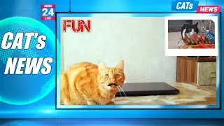 Главные Смешные Кошачьи Новости