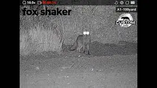 fox came flying to the fox shaker call ..