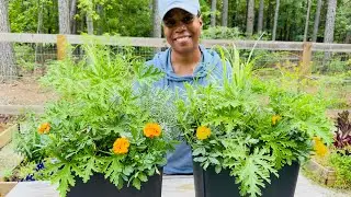 Four Plants To Repel Mosquitoes | DIY Bug Away Containers