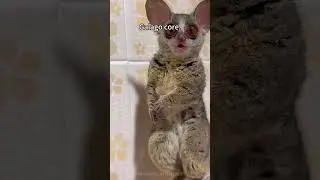 Le Galago, un minuscule primate nocturne aux yeux g&eacute;ants et aux sauts impressionnants. #animaux