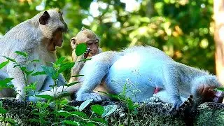 OMG ! Poor baby Janna & Tarzana wait new baby from mom Jane look so surprise, Jane look so tired..