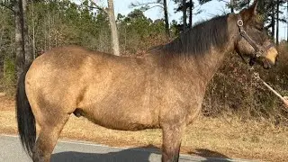 Buckskin driving 