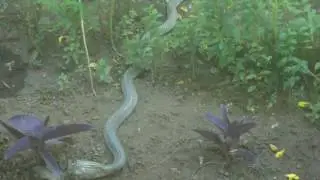 Indo-Chinese Ratsnake / Ular jali