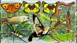 Wild Bug Hunting: Catching Water Striders, Hummingbird Moths, Paradise Fish & More Amazing Creatures
