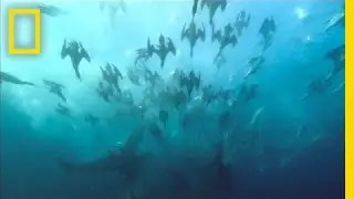 Giant Predator Swarm Attacks Fish | National Geographic