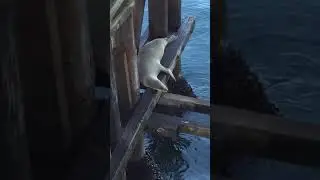 sea lion relaxing