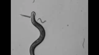 Pristionchus pacificus predation movie