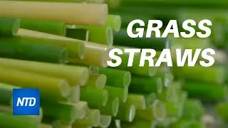 Eco-Friendly Grass Drinking Straws I NTDTV