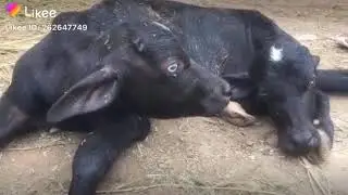 Two head buffalo