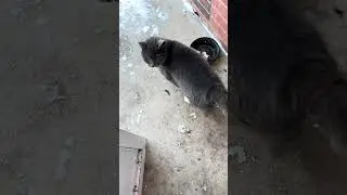 Празднование включения в список отличников #очаровашка #Талли #кот #обязательнопосмотреть #видеос...
