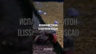 Иглистый тритон