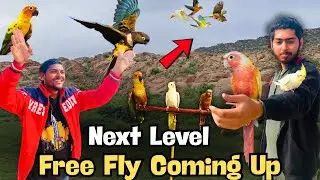 Finally Ek Aur Parrot Add Ho Gaya 🦜 | Ahmed Bhai Ne Green Cheek Conure Train Kar Liya