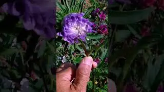 Purple Crego aster flowers#garden#asterflower#flowers #nature