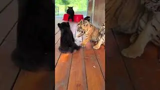 🐯🐯🐯🐻🐻🐻О боже!!! Тигрёнок против медвежонка 😱😱😱 #тигрёнок #тигр #котёнок #длятебя #милый #котёнок ...