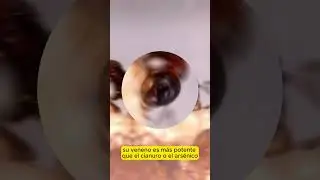 Diminuta Pero Letal, Hormiga Bulldog  #viral #shorts #short #shortvideo #shortsvideo #viralvideo