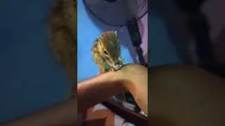 #SquirrelFun #CuteSquirrel #SquirrelVideo #SquirrelLife #WildlifeWatching #NatureLovers #AnimalVideo