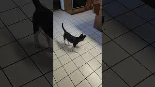 First Playtime #husky #dogbreed #shortvideo #huskylife #puppy