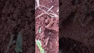 these ants have the most painful bites 🐜 🐜 🐜 #mchwa# habitats#