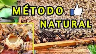 Las MEJORES REINAS / Se Crían Así ✔